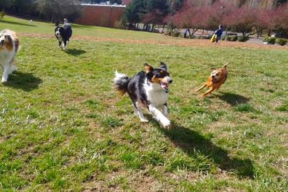 Dog parks in Portland, Oregon, Oregon